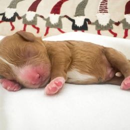 Boy 4 - male Cavapoo puppy in Peoria, Arizona from Cactus Doods