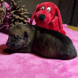 Pretty dark Sable girl - Sable female German Shepherd puppy in Grantsville, Utah from Vom Haus Denfors K9 - Working German Shepherds
