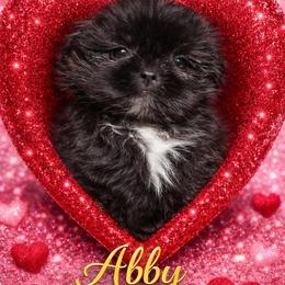 Abby - Black female Shih Tzu puppy in Covington, Georgia from Top Hats 2  Shih Tzu’s