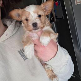 Dark Blonde Male - Gold male Yorkshire Terrier puppy in Lakeland, Florida from You Me & The Yorkies