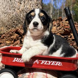 Milkshake 2800 - Piebald male Dachshund puppy in Hendersonville, North Carolina from Snarky Doxy Miniature Dachshunds