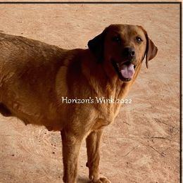 WINK - Labrador Retriever