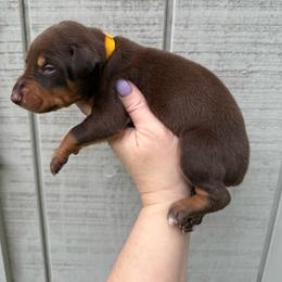 Reese - Red and rust female Doberman Pinscher puppy in Ludowici, Georgia from Royal Destiny Kennels