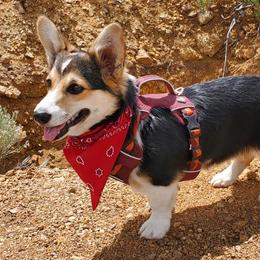 Pembroke Welsh Corgis from BrowTine Corgis