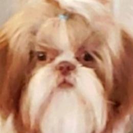 Sammi - Shih Tzu