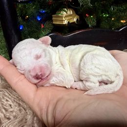 Marshmallow - White female Bernedoodle puppy in Tyner, Kentucky from Good Dog Doodles