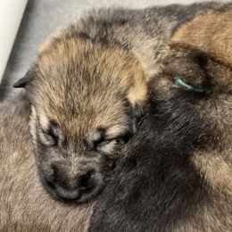 German Shepherd Puppies from Shenango Valley Shepherds