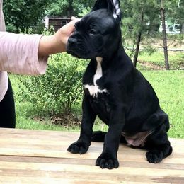 Cane Corso Puppies from Palazzo Cane Corso