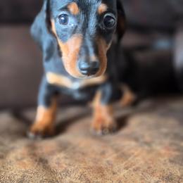 Luna - Black and tan female Dachshund puppy in Stillwater, Oklahoma from Shade Tree Dachshunds