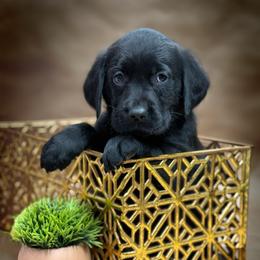 Gandolf - Black male Labrador Retriever puppy in Isle, Minnesota from Dog Ear Outfitters