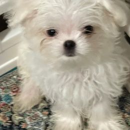 Bentley - White male Maltese puppy in Mooresville, North Carolina from Clearview Canines