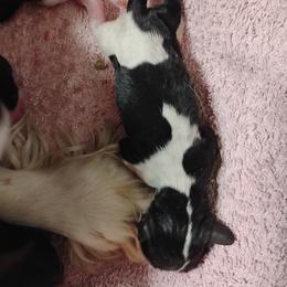 Girl 1 - female Cavalier King Charles Spaniel puppy in Sabetha, Kansas from Apple Blossom Cavaliers
