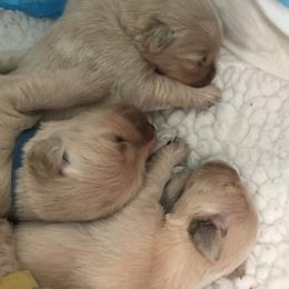 Golden Retriever and Pembroke Welsh Corgi Puppies from Shire Springs Kennels
