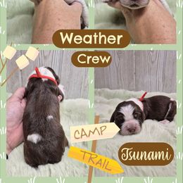 Tsunami - Liver white and tan male English Springer Spaniel puppy in Freeland, Michigan from McNally's Springer Spaniels