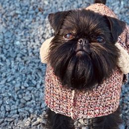 Brussels Griffons from Walenga Brussels Griffon & Bridlewood Labradors