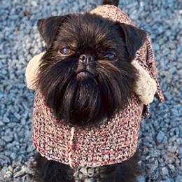 Brussels Griffons from Walenga Brussels Griffon & Bridlewood Labradors