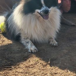 Panda - Pomeranian