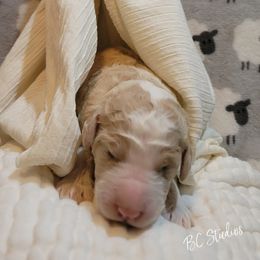Aussiedoodle, Poodle, and Sheepadoodle Puppies from BellCoop Ranch