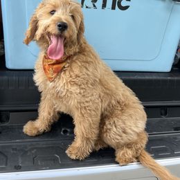 French Bulldog and Goldendoodle Puppies from The Pup Spot