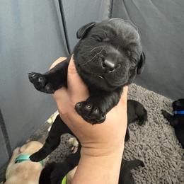 Black male 1 - Black male Labrador Retriever puppy in Menifee, California from The Golden Leash Kennels