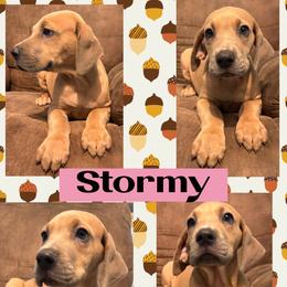 Stormy - Fawn female Great Dane puppy in Wellsville, New York from Prophecy Danes