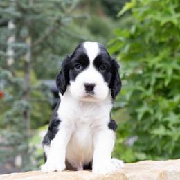 Irving - Black and white male English Springer Spaniel puppy in Manchester, Kentucky from Appalachian Kennels