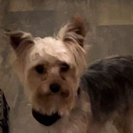 Beaux - Yorkshire Terrier