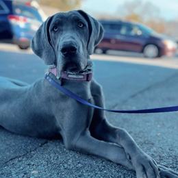 Echo - Great Dane