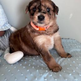 Chevy(Orange) - Merle male Whoodle puppy in Rising Sun, Indiana from Ruby Lane Doodles