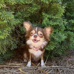 Dasha - Chihuahua