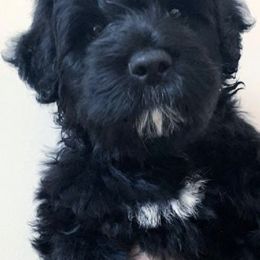 Portuguese Water Dogs from WiccaBay