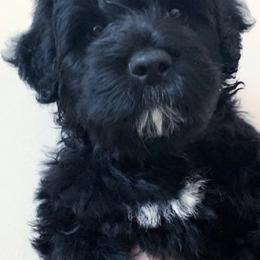 Portuguese Water Dogs from WiccaBay