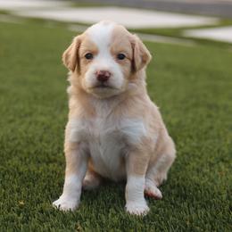 Clove - Yellow and white female Bernedoodle puppy in Yuba City, California from Ranch House Doodles