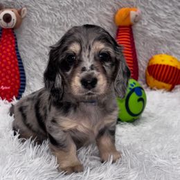 Blue collar - Dapple male Dachshund puppy in Chicago, Illinois from RGZ Doxies