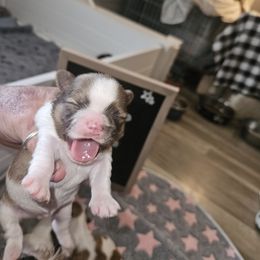 Ollie - Red and white male Shih Tzu puppy in Cook County, Illinois from My Tzu Crew
