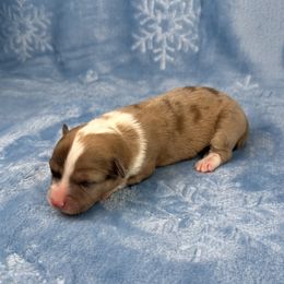 Frosty- Fluffy coat - Sable merle and white male American Corgi puppy in Waskom, Texas from Piney Woods Corgis