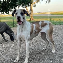 Mara - Great Dane