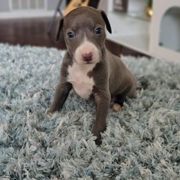 Tito - White and blue male Italian Greyhound puppy in Lancaster, Texas from Lopez G Kennel