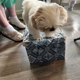 Shih Tzu Puppies from LaDawn’s Little Lions