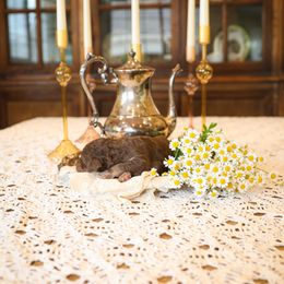 Poodle Puppies from Setting the Standard Poodles