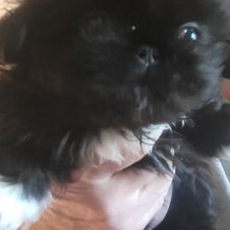 Ted - Black male Pekingese puppy in Burns, Kansas from Pekingese Dynasty