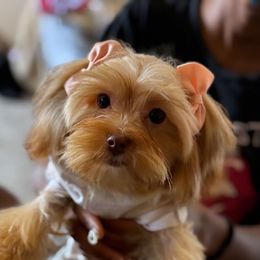 Marlee - Chocolate and tan female Yorkshire Terrier puppy in Columbia, Maryland from Colorful Yorkies