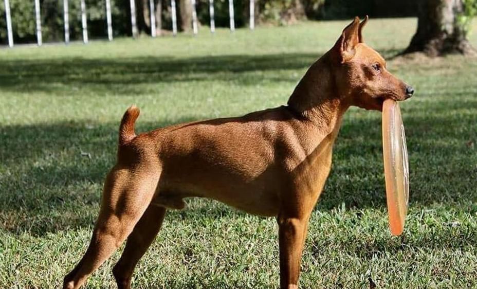 Pinscher Miniatura vermelho em pé com um frisbee na boca