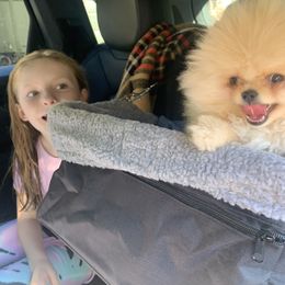 Pomeranian Puppies from Halo Poms