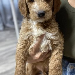 Goldendoodle Puppies from Totally Texas Doodles