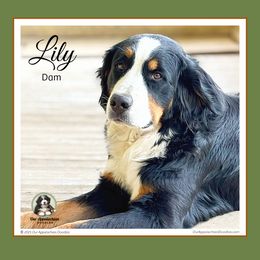 Bernedoodle puppies from Our Appalachian Doodles