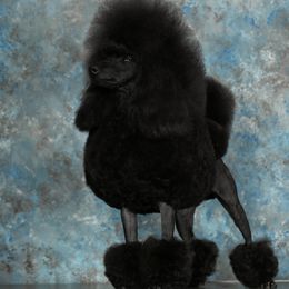 Magic - Poodle