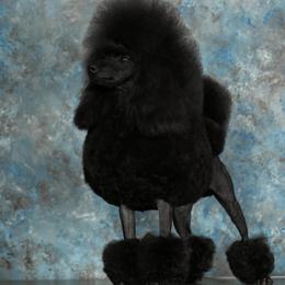 Magic - Poodle