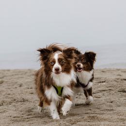 Australian Shepherd, Miniature American Shepherd, and Miniature Australian Shepherd All Grown Up from Spirited Aussies