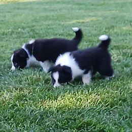 Belgian Tervuren and Border Collie Puppies from Dejavu Belgians and Borders
